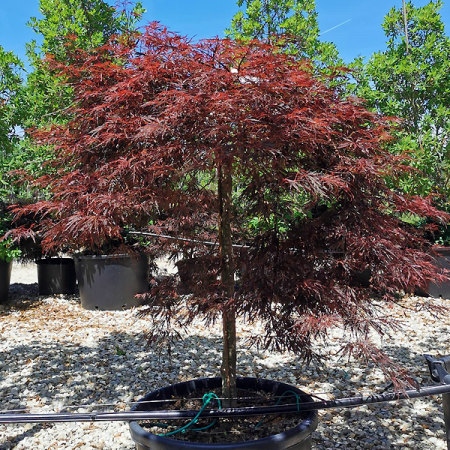 Acer palmatum var dissectum 'Garnet'