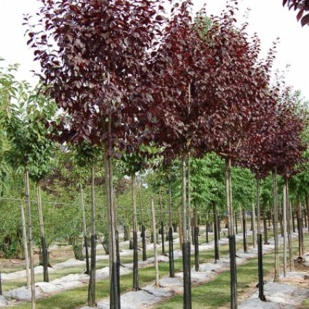 Prunus cerasifera 'Nigra' ou 'Pissardii'
