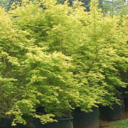 Acer palmatum 'Ueno Yama'