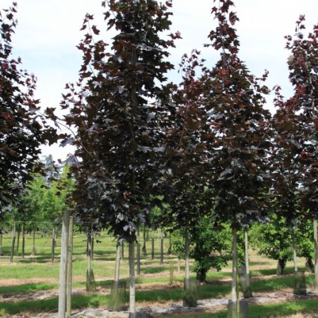 Acer platanoides 'Schwedleri Nigra'
