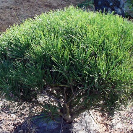 Pinus densiflora 'Umbraculifera'