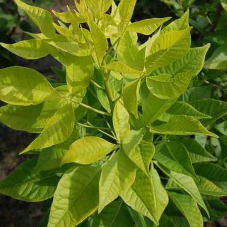 PTELEA trifoliata 'Aurea'
