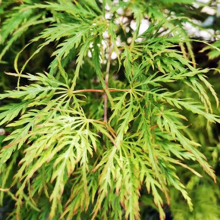 Acer palmatum var. dissectum 'Green Globe'