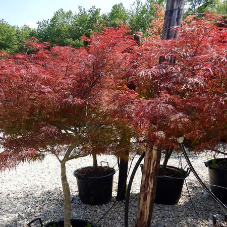Acer palmatum var dissectum 'Crimson Queen'