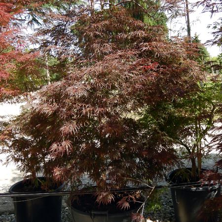 Acer palmatum var dissectum 'Inaba Shidare'