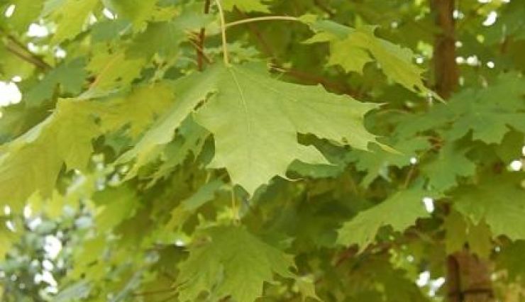 Erable plane Acer platanoides - Pépinières Bazainville
