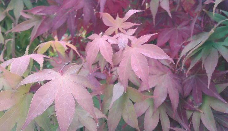Erable 'Osakazuki' - Acer palmatum - Erables du Japon