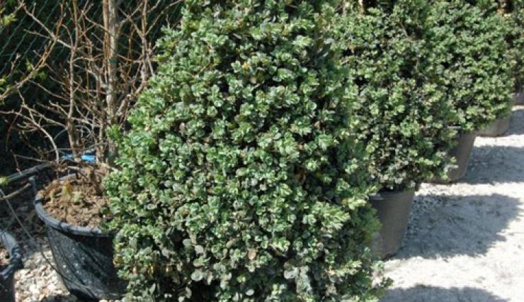 Le buis ou BUXUS sempervirens Rotundifolia