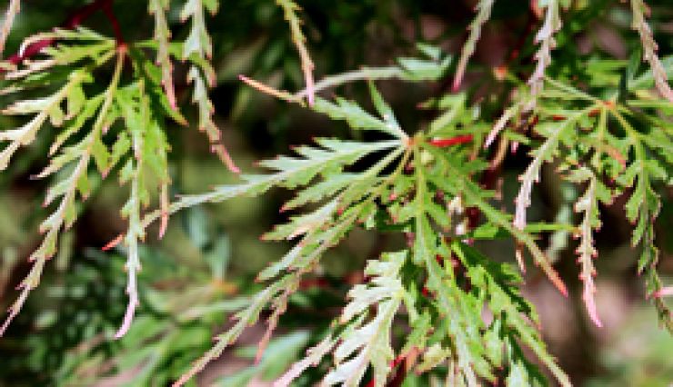 Erable du Japon Seiryu - ACER palmatum - Pépinières Bazainville