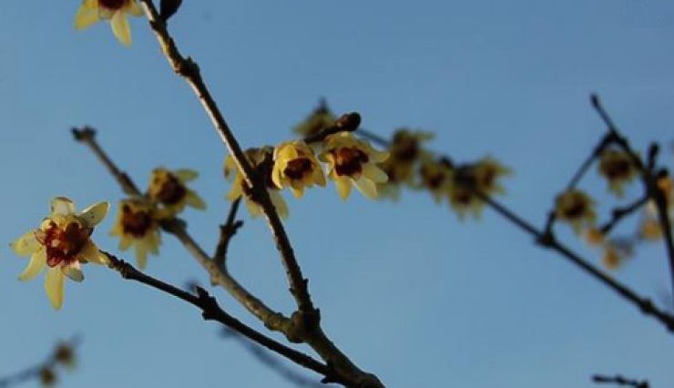 Chimonanthe – arbuste aux fleurs hivernales parfumées