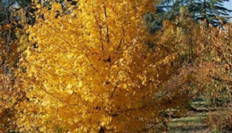 Acer Campestre, un arbre idéal pour les haies