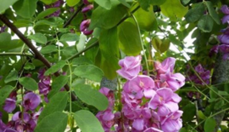 Faux Acacia, grappes de fleurs rose foncé au printemps