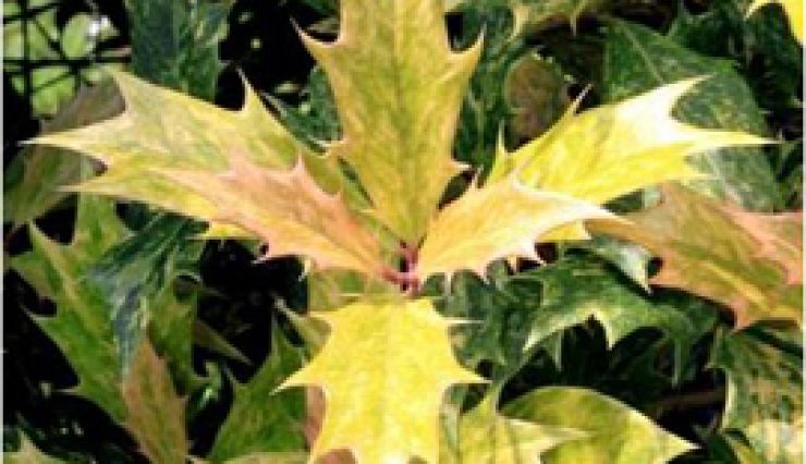 L'Osmanthe panaché à feuilles de houx