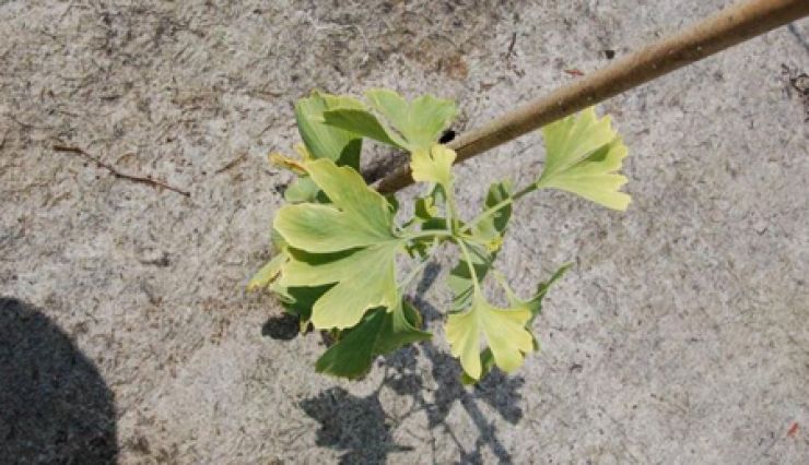 Ginkgo biloba 'Autumn Gold' cultivar du Ginkgo biloba
