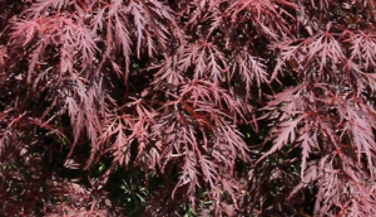 L'érable du japon dissectum Garnet pour bac et jardin