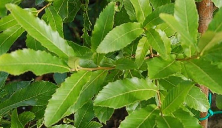 QUERCUS acutissima un chêne aux feuilles de châtaigner