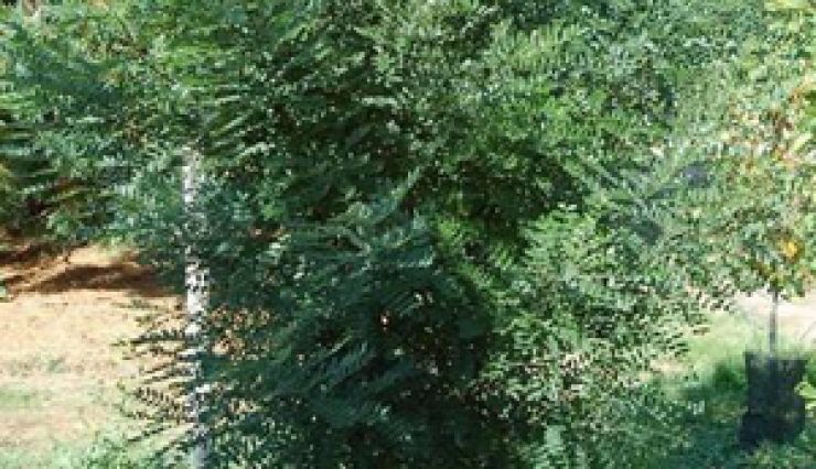 Sophora japonica : un arbre majestueux et très ornemental