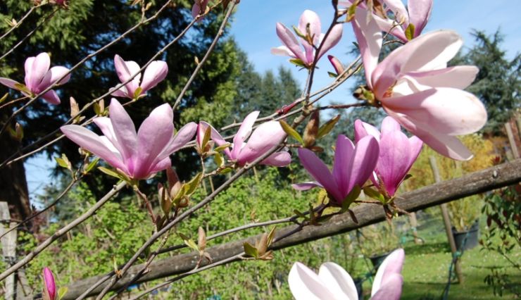 Le Magnolia soulangeana - superbe floraison rose