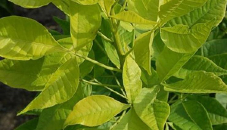 PTELEA trifoliata 'Aurea' arbuste décoratif et parfumé