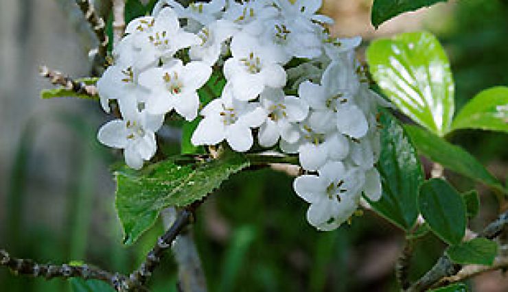 La viorne de Burkwood, une floraison au parfum enivrant