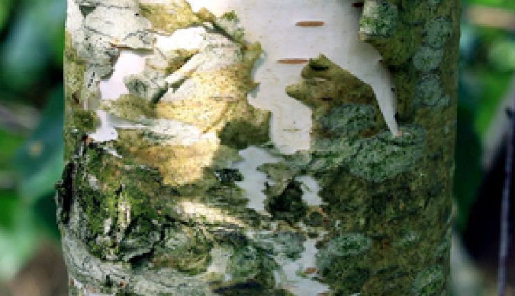 BETULA Verrucosa écorce blanche port et feuillage gracieux