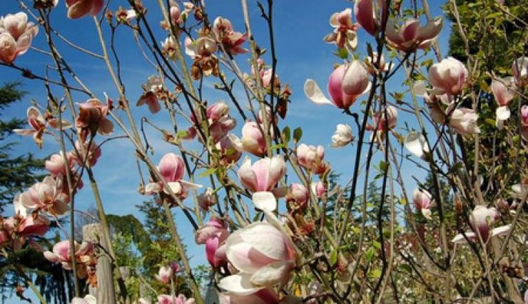Plantation de Magnolia de Soulange 'Sundew' - Rambouillet (78)