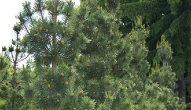Pin de Weymouth Fastigié - Pinus strobus 'Fastigiata'