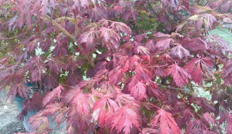 ACER japonicum 'Aconitifolium' - Très bel érable japonais