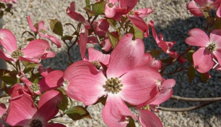 CORNUS florida 'Royal Red', une floraison rose spectaculaire