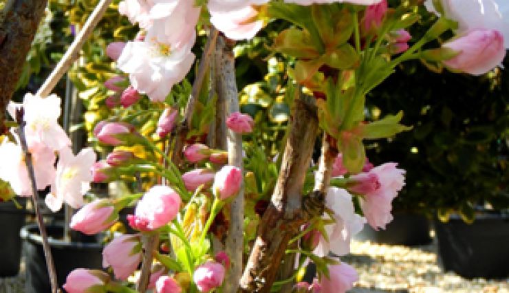 Cerisier du Japon 'Amanogawa' - Une superbe colonne fleurie