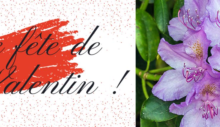 Rhododendron pour la Saint Valentin - Offrez un Arbre !