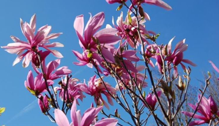 Magnolia liliiflora 'Nigra - magnifique floraison printanière
