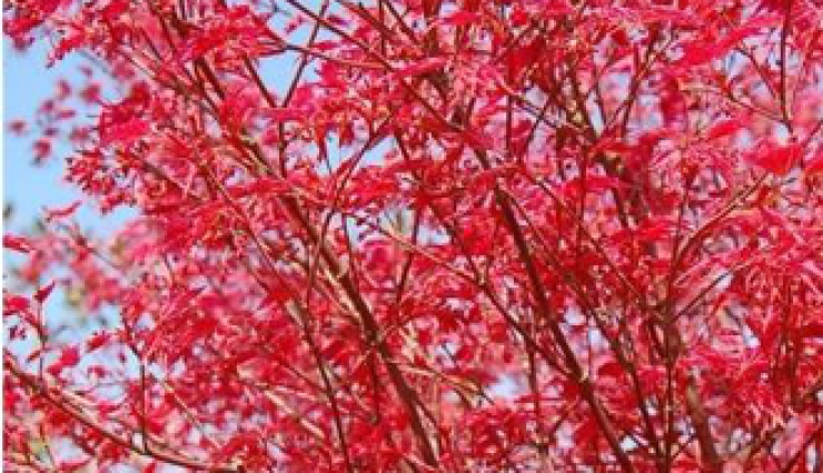 Erable japonais Deshojo - Beau feuillage rouge vif