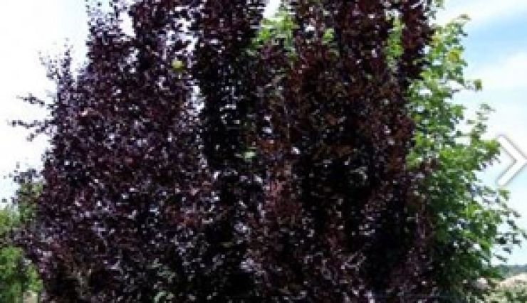 FAGUS Sylvatica 'Dawyck Purple' - Hêtre étroit et pourpre