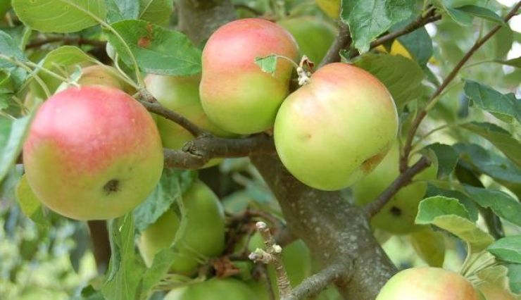 De délicieuses pommes idared dans votre jardin