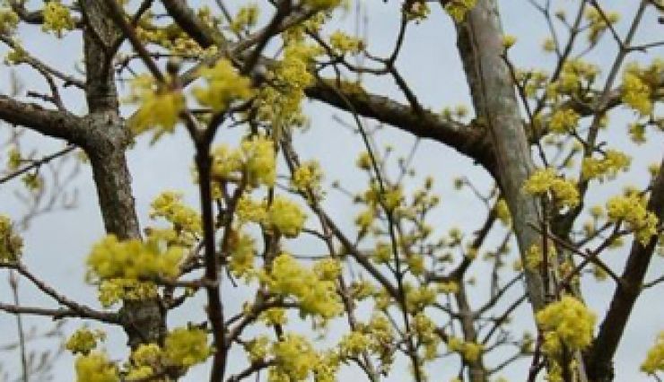 Cornouiller mâle, une très belle floraison jaune
