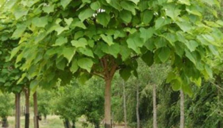 CATALPA bignoinoides, l'arbre aux haricots