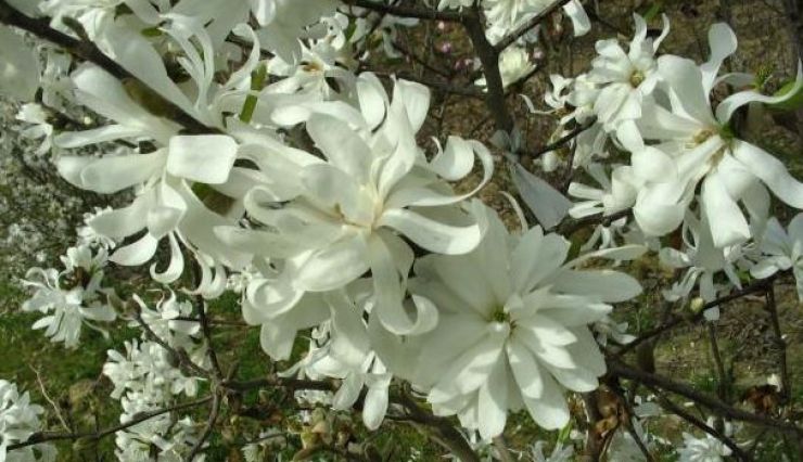 MAGNOLIA Stellata - Profusion de fleurs étoilées blanches