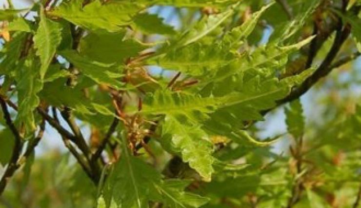 Hêtre Lacinié Feuilles de Fougères Fagus sylvatica 'Asplenifolia'