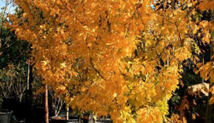 Ginkgo biloba 'Saratoga', beau feuillage jaune en automne