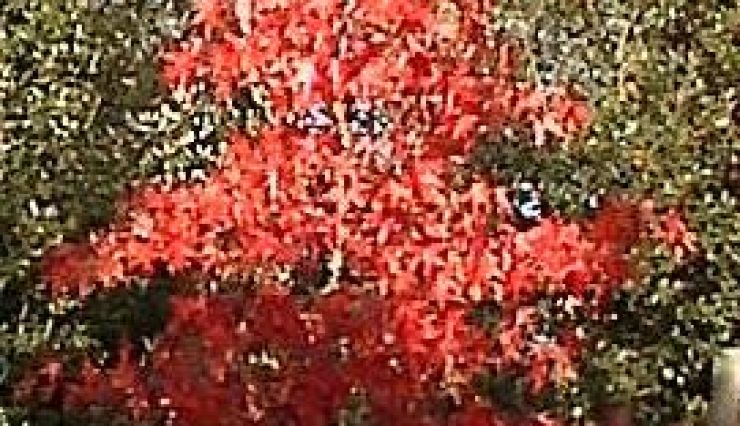 Copalme d'Amérique - Somptueuse coloration automnale