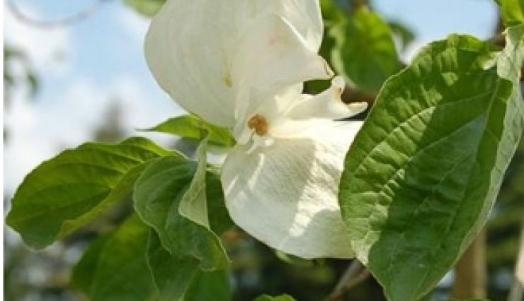 Cornouiller de Nuttall - Somptueuse floraison blanche