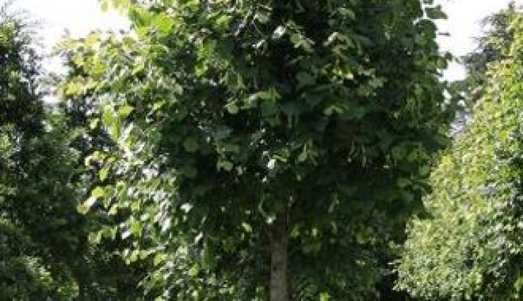 TILIA x Europaea 'Pallida' - Grand arbre facile à former