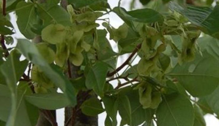 L'Orme de Samarie - une floraison parfumée et des fruits décoratifs