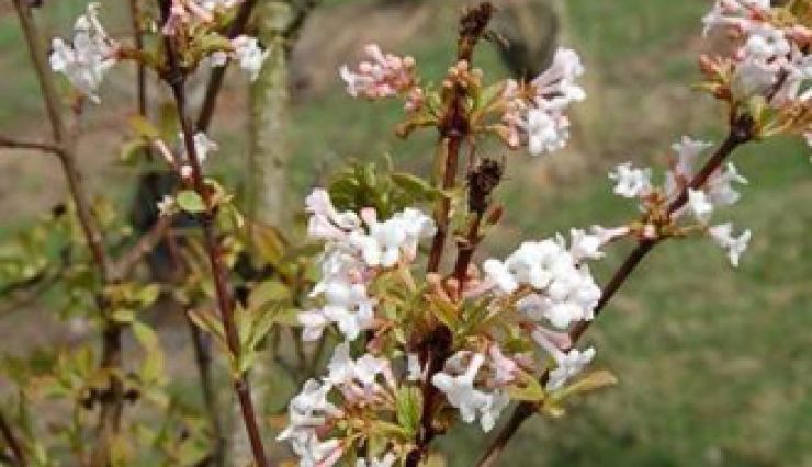VIBURNUM x bodnantense, une belle  floraison hivernale odorante