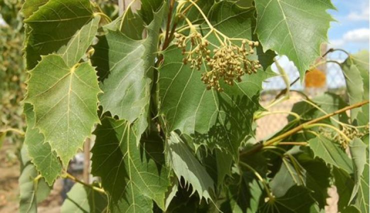 Tilleul de Henry arbre à floraison odorante