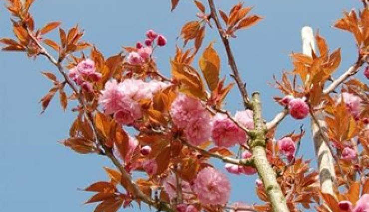 Cerisier à fleurs du Japon Kanzan - Floraison Spectaculaire