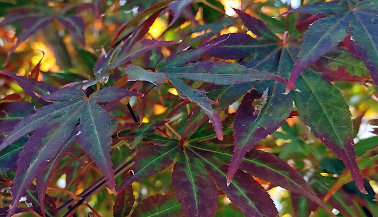 Erable pourpre du Japon Acer palmatum 'Atropurpureum'