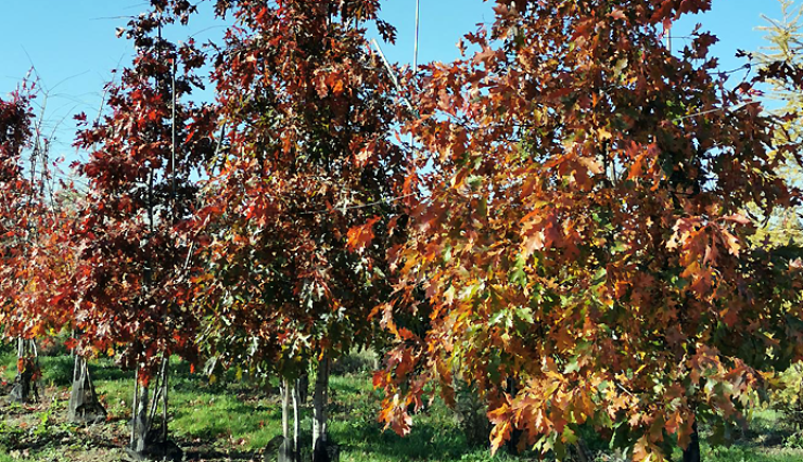 Chene des Marais Arbre Quercus Palustris