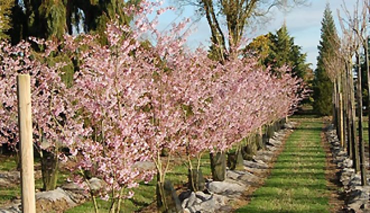 Prunus Accolade - Cerisier du Japon - Pépinières Bazainville